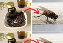 The World’s Best Fly and Mosquito Repellent: Cloves! Use This Easy Trick to Keep Your Home Bug-Free!