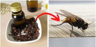 The World’s Best Fly and Mosquito Repellent: Cloves! Use This Easy Trick to Keep Your Home Bug-Free!