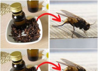 The World’s Best Fly and Mosquito Repellent: Cloves! Use This Easy Trick to Keep Your Home Bug-Free!