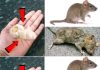 A Simple Method for Eliminating Rats