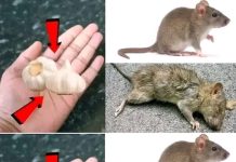 A Simple Method for Eliminating Rats