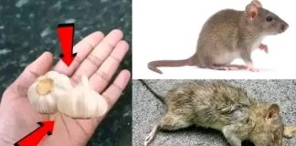 A Simple Method for Eliminating Rats