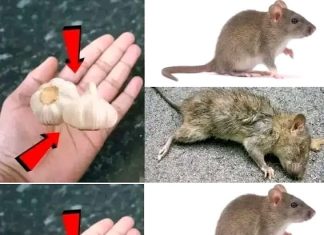 A Simple Method for Eliminating Rats