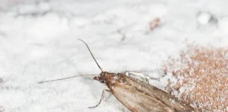 How to Get Rid of Pantry Moths