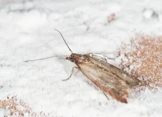 How to Get Rid of Pantry Moths