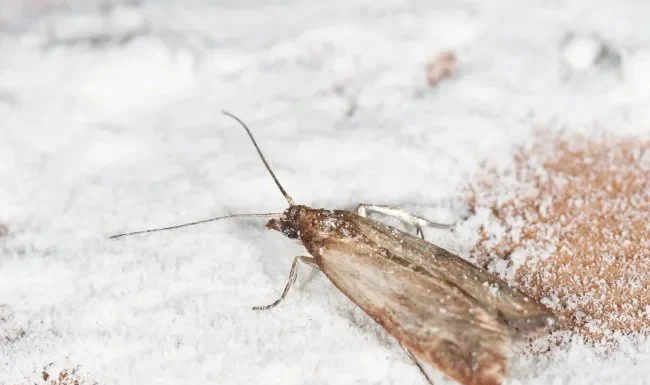 How to Get Rid of Pantry Moths