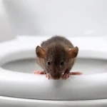 Yes, Rats Can Absolutely Come Up Toilets—Here’s How, and How to Flush Down the Problem if You See It