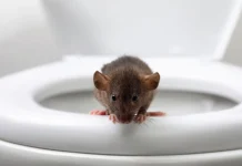 Yes, Rats Can Absolutely Come Up Toilets—Here’s How, and How to Flush Down the Problem if You See It