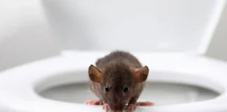 Yes, Rats Can Absolutely Come Up Toilets—Here’s How, and How to Flush Down the Problem if You See It