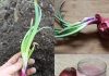 The Ultimate Guide to Storing Onions: Winter Preparation for a 2-Year Shelf Life!