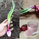 The Ultimate Guide to Storing Onions: Winter Preparation for a 2-Year Shelf Life!