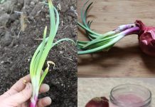 The Ultimate Guide to Storing Onions: Winter Preparation for a 2-Year Shelf Life!