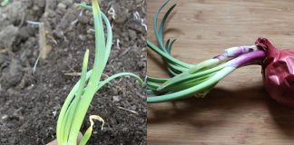 The Ultimate Guide to Storing Onions: Winter Preparation for a 2-Year Shelf Life!