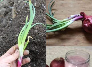 The Ultimate Guide to Storing Onions: Winter Preparation for a 2-Year Shelf Life!