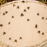 8 Insects That May Be The Small Black Flying Bugs in Your House (That Aren’t Fruit Flies)