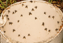 8 Insects That May Be The Small Black Flying Bugs in Your House (That Aren’t Fruit Flies)