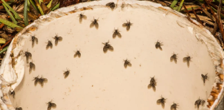 8 Insects That May Be The Small Black Flying Bugs in Your House (That Aren’t Fruit Flies)