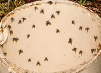 8 Insects That May Be The Small Black Flying Bugs in Your House (That Aren’t Fruit Flies)