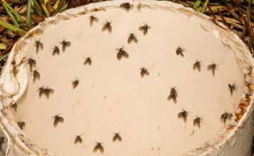 8 Insects That May Be The Small Black Flying Bugs in Your House (That Aren’t Fruit Flies)