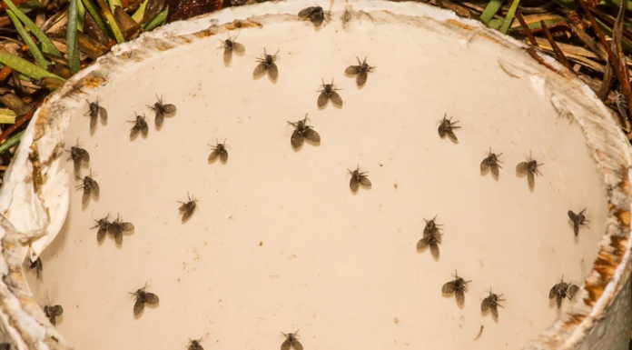 8 Insects That May Be The Small Black Flying Bugs in Your House (That Aren’t Fruit Flies)