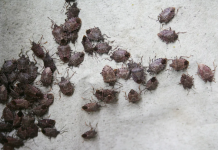 How to Get Rid of Stink Bugs in Your House