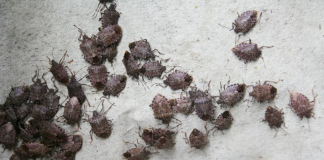 How to Get Rid of Stink Bugs in Your House