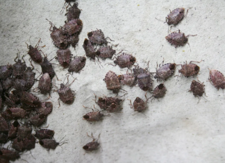How to Get Rid of Stink Bugs in Your House