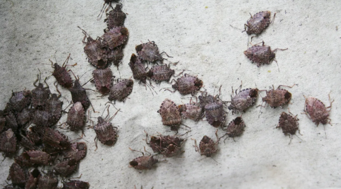 How to Get Rid of Stink Bugs in Your House