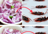 Cockroaches at Home? Natural Remedies to Get Rid of Them!