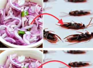 Cockroaches at Home? Natural Remedies to Get Rid of Them!