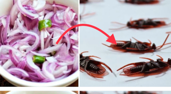 Cockroaches at Home? Natural Remedies to Get Rid of Them!