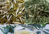 Discover the Healing Wonders of Olive Leaf Tea