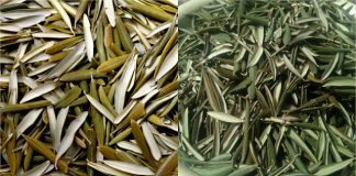 Discover the Healing Wonders of Olive Leaf Tea