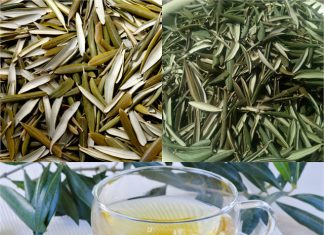 Discover the Healing Wonders of Olive Leaf Tea