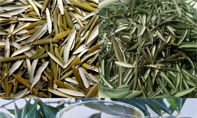 Discover the Healing Wonders of Olive Leaf Tea