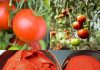 Make Your Own Tasty Tomato Paste: An Intriguing Recipe