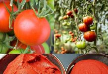 Make Your Own Tasty Tomato Paste: An Intriguing Recipe