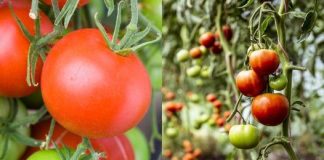 Make Your Own Tasty Tomato Paste: An Intriguing Recipe