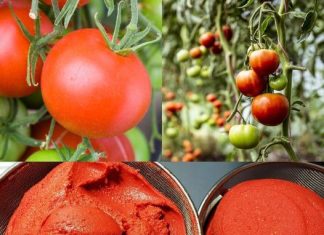 Make Your Own Tasty Tomato Paste: An Intriguing Recipe