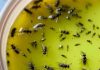 Guaranteed Method to Eliminate Pests, Flies, and Mosquitoes as Days Warm Up