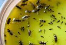 Guaranteed Method to Eliminate Pests, Flies, and Mosquitoes as Days Warm Up
