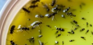 Guaranteed Method to Eliminate Pests, Flies, and Mosquitoes as Days Warm Up