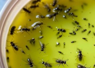 Guaranteed Method to Eliminate Pests, Flies, and Mosquitoes as Days Warm Up