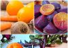 A Vibrant Fusion: The Beet and Orange Recipe You Must Try