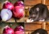 Do Onions Kill Rats? Here’s How to Use Onions to Stay Away from Rats