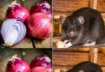 Do Onions Kill Rats? Here’s How to Use Onions to Stay Away from Rats