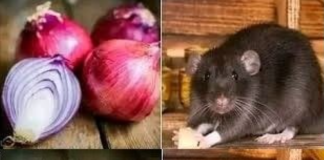 Do Onions Kill Rats? Here’s How to Use Onions to Stay Away from Rats