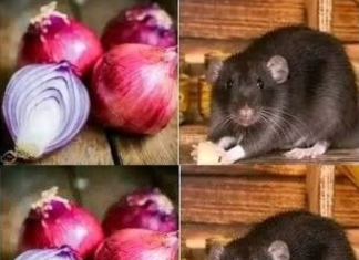 Do Onions Kill Rats? Here’s How to Use Onions to Stay Away from Rats