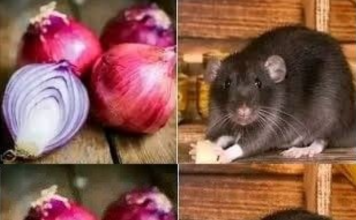 Do Onions Kill Rats? Here’s How to Use Onions to Stay Away from Rats