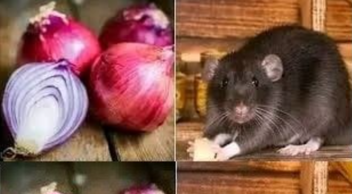 Do Onions Kill Rats? Here’s How to Use Onions to Stay Away from Rats